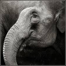 Beautiful Black And White Elephant Pictures Black And White Photographed Animals Elephant Black And White Elephant Elephant Elephant Black And White Animal Photo
