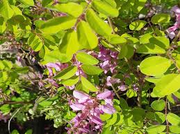 Image result for Indigofera garckeana