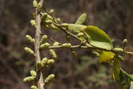 Image result for Opilia amentacea