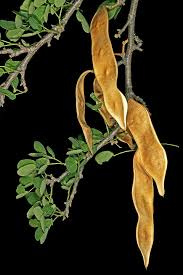 Image result for Albizia anthelmintica