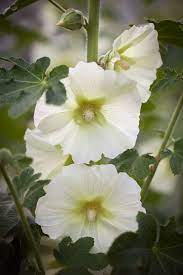 Best Perennials To Grow From Seed House Garden
