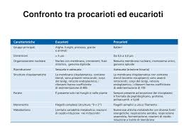 Cosa hanno in comune i procarioti i mitocondri e cloroplasti? Cellula Procariota Ed Eucariota Differenze