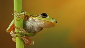 Choose your favorite among us backgrounds from a variety of designs in new tab page. Wallpaper Cute Frog Pictures Aesthetic Novocom Top