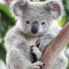 These were some of the australian native animals. Cutest Australian Animals And Where To Find Them