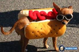 33 Pictures of Funny Hot Dogs | Funny pet costumes, Funny dog pictures,  Dachshund puppy funny