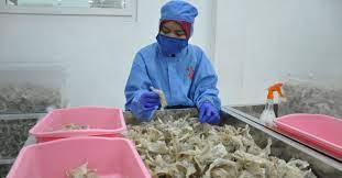 Maybe you would like to learn more about one of these? Eksportir Sambut Positif Dukungan Kuat Pemerintah Untuk Sarang Burung Walet