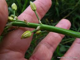 Image result for Albuca virens