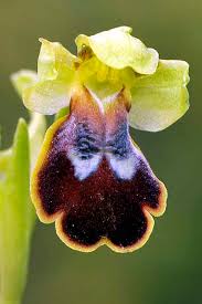 Image result for Ophrypetalum