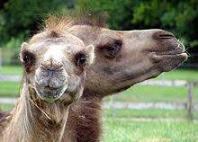 Domesticated bactrian camels and wild bactrian watch out, though, if you find yourself close to a camel. Bactrian Camel Wikipedia