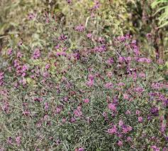 Image result for Vernonia jelfiae