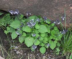 Image result for Plectranthus chimanimanensis