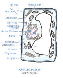 We did not find results for: Plant Cell Structure And Parts Explained With A Labeled Diagram Biology Wise