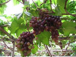 Cameron highlands grapes farm harvesting season. Cameron Highlands Persimmon At Nik S Farm Home Facebook