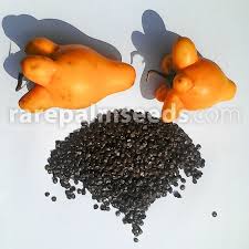 Image result for Solanum mammosum