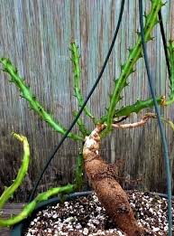 Image result for Euphorbia