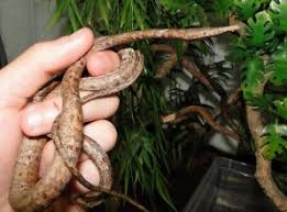 Langaha madagascariensis: un des serpents endémiques du pays ...