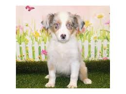 Searching for puppies for sale near you? Australian Shepherd Puppies Petland Batavia Il