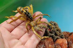 Camel spiders are usually found in desert areas. Camel Spider
