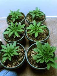 Maybe you would like to learn more about one of these? How To Grow Cannabis With Coco Coir Grow Weed Easy