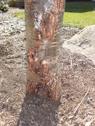 Contribute to giuspen/cherrytree development by creating an account on github. Weeping Cherry Tree With Photos Disease Or Insects Lawnsite Com Lawn Care Landscaping Professionals Forum