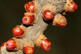 Image result for Pilostyles aethiopica