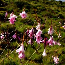 Image result for Dierama formosum