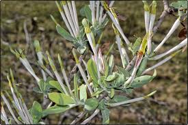 Image result for Agelanthus natalitius