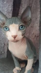 Black And White Kittens For Sale Essex 1 Beautiful Canadian Sphynx Kitten For Sale Hornchurch Essex Pets4homes Sphynx Kittens For Sale Kitten For Sale Cat Training