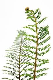 Explore the best of herrenhausen! Bol Com Polystichum Setiferum Herrenhausen In 5 Ltr Pot Zachte Naaldvaren Winterhard