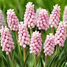 Flowers bulbs for sale online. Grape Hyacinth Pink Surprise Bulb Flowers Muscari Easy To Grow Bulbs