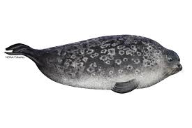 Seal feat santana — you are seal feat mylene farmer — les mots (best of 2011). Ringed Seal Noaa Fisheries