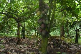 Image result for Sterculia subviolacea