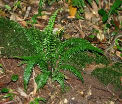 Image result for Asplenium lunulatum