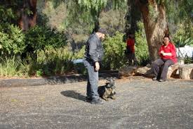 Taking advantage of our financing offer means that after the expense of purchasing a puppy. Security Alert Dog Training San Diego