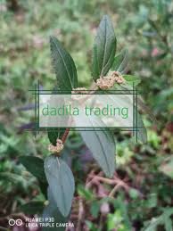 Nabi shallallahu 'alaihi wa sallam menyusu pada tsuwaibah dari susu puteranya yang bernama masruh. Buy Pokok Susu Nabi Pokok Susu Kambing Ara Tanah Seetracker Malaysia