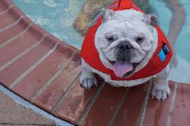 Swim, swim, swim her favorite thing to do. Best Life Jacket For English Bulldog In 2021 Let Em Swim Life Jacket Expert