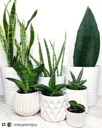 Air Purifying House Plants Clean Air Plants Air Purifier Sansevieria Snake Plant Houseplants Indoor Plants Plants Decor Home Ide Berkebun Tanaman Indoor Bunga