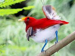 Beautiful Birds Hd Wallpapers Birds Of Paradise Beautiful Birds Bird Pictures