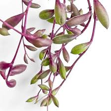 Image result for Senecio sp.no.1