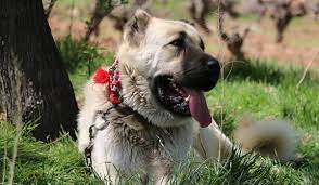 kangal kopekleri hakkinda bilgi kangal kopegi nedir ozellikleri nelerdir bilgihanem