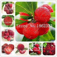 Grow your own tropical & exotic fruit healthy tropical fruit trees, health plants & fruits shop now healthy plants & healhty mind high quality fruit trees & fruits shop now featured products visit our shop to see amazing products tropical fruit trees seeds health plants fruit boxes garden supplies garden fl gear add to wishlist … 10pcs Bag Sweet Myrica Rubra Bonsai Rare Organic Exotic Tropical Fruit Tree Edible Fruit Chinese Strawberry Tree Potted Plant Buy At The Price Of 0 16 In Aliexpress Com Imall Com