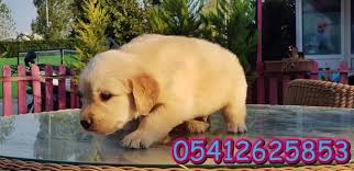 Golden Yavrusu Retriever Labrador Retrievers Golden Retriever