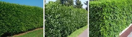 We did not find results for: Laurier Palme Vente De Lauriers Palme Pour Haie Persistante Leaderplant