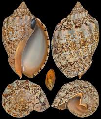 Image result for Amphicarpaea africana