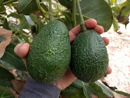 When To Pick Avocados Greg Alders Yard Posts Food
