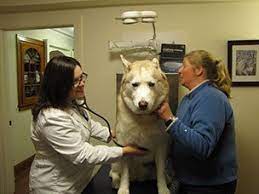 Tim bell for a bit over three years (my friend went to him for many years when located in the san fernando valley). Veterinarian In North Adams Ma North County Veterinary Hospital