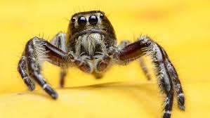 The female black widow spiders are almost 3 to 10mm in length. 10 Creepy Crawly Facts About Spiders Mental Floss