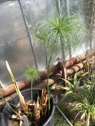 Image result for Cyperus papyrus