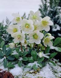 Over 83,682 winter flowers pictures to choose from, with no signup needed. Top 10 Pretty Flowers And Shrubs For Winter Winter Flowers Winter Flowers Garden Winter Plants