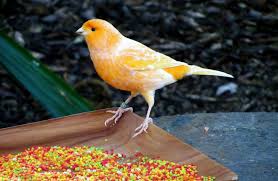 We did not find results for: 5 Racikan Pakan Kenari Agar Cepat Gacor Lengkap Dengan Resepnya Burungnya Com